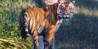  सौराहाबाट बाघ गणना सुरु, १ हजार १ सय क्यामाराको प्रयोग 
