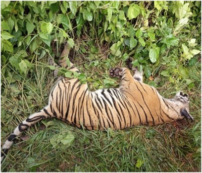  पर्साको ठोरीमा चोटपटक सहितको पाटे बाघ मृत भेटियो 