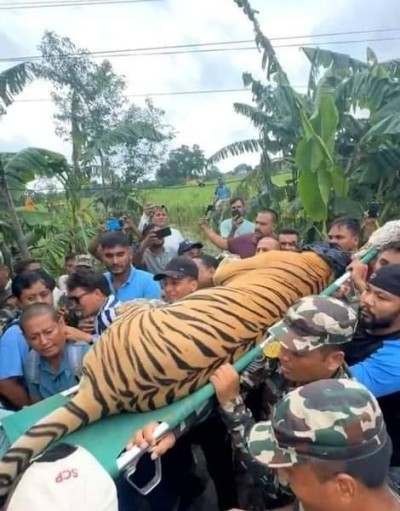 हात्ती परिचालन गरी बाघलाई नियन्त्रणमा लिईयो 