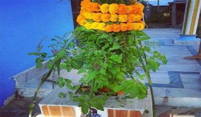  तुलसी र दामोदरको विवाह गरी हरिबोधिनी एकादशी पर्व मनाइँदै 