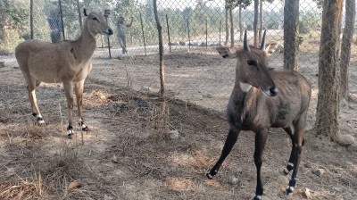  उदयपुरमा वन्यजन्तुको उद्धार, उपचार तथा पुनःस्थापना केन्द्र स्थापना 