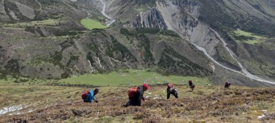  छेकम्पारका बासिन्दा यार्सागुम्बा टिप्न लेकतिर हिँडे 