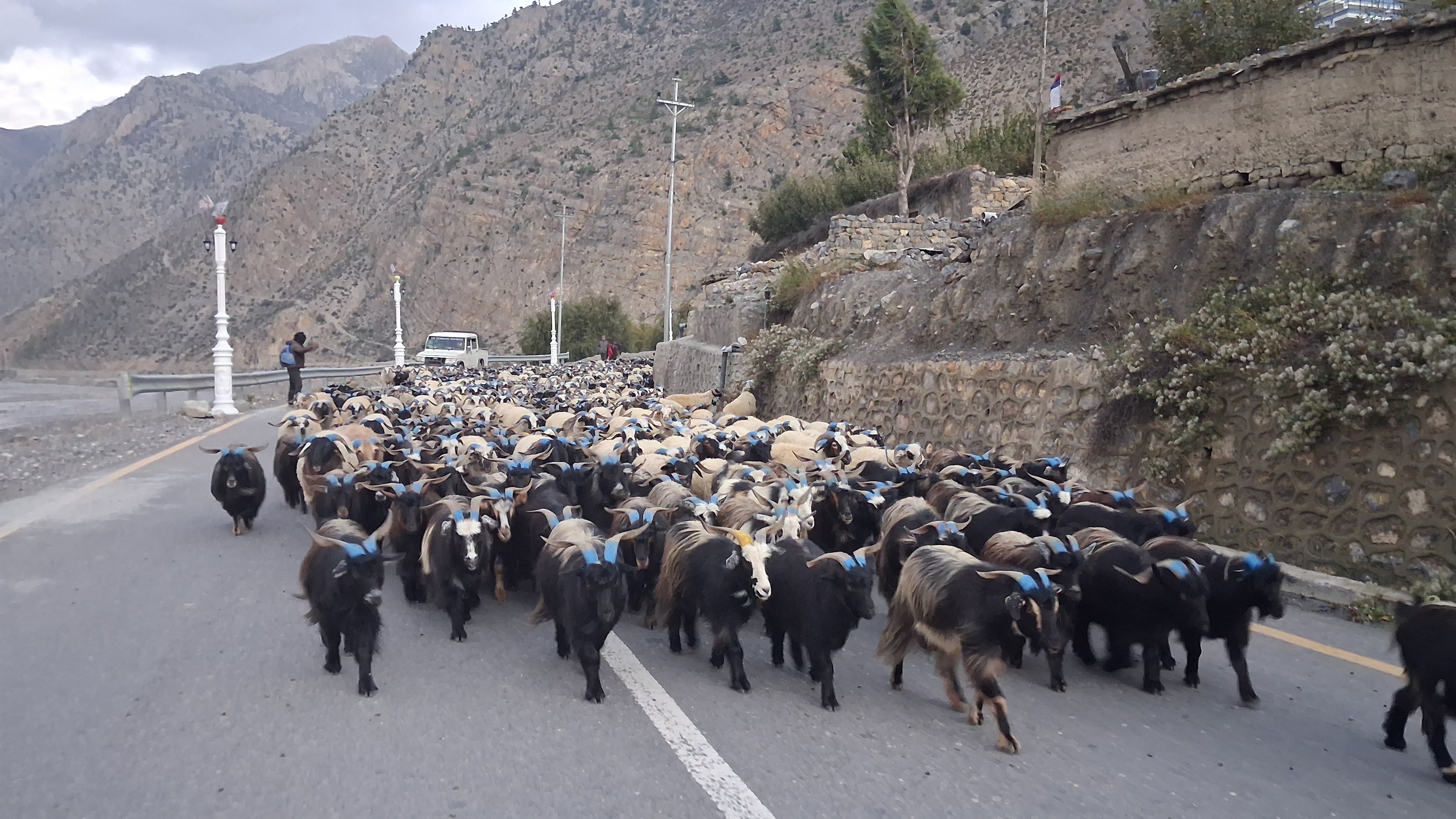 दसैँ पर्वका लागि मुस्ताङमा भेडाच्याङ्ग्राको व्यापारिक चहलपहल,हिउँ छिचोल्दै एक हजार भेडाच्याङ्ग्रा आइपुगे