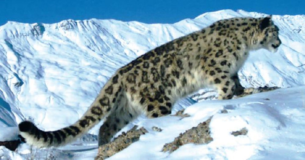 जलवायु परिवर्तनले हिउँ चितुवाको बासस्थानमा ह्रास