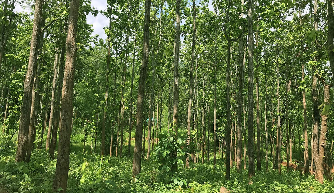 दक्षिण एसियाका आठ मुलुकमध्ये वनक्षेत्रमा भुटान अग्रस्थानमा, नेपाल दोस्रोमा